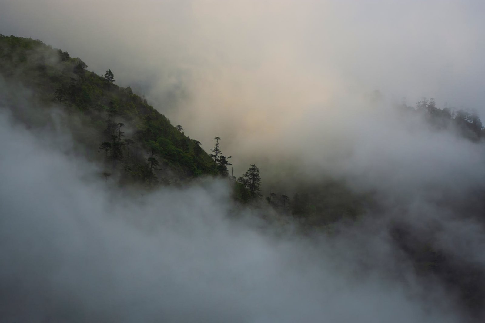 trees and clouds in Bhutan